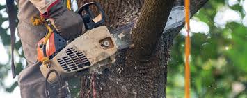 Best Commercial Tree Services  in Lucasville, OH