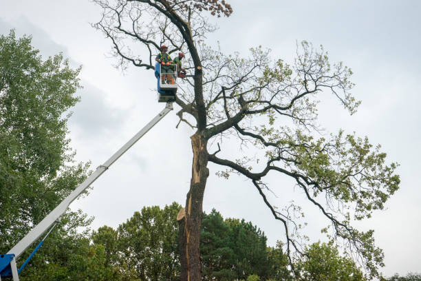 Best Firewood Processing and Delivery  in Lucasville, OH