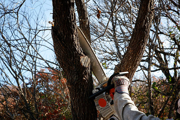 How Our Tree Care Process Works  in  Lucasville, OH