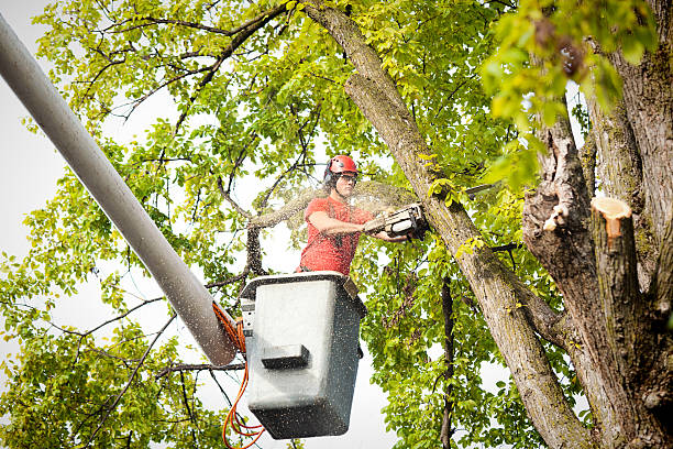 Best Hazardous Tree Removal  in Lucasville, OH