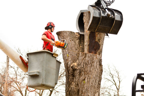 Best Tree Mulching  in Lucasville, OH